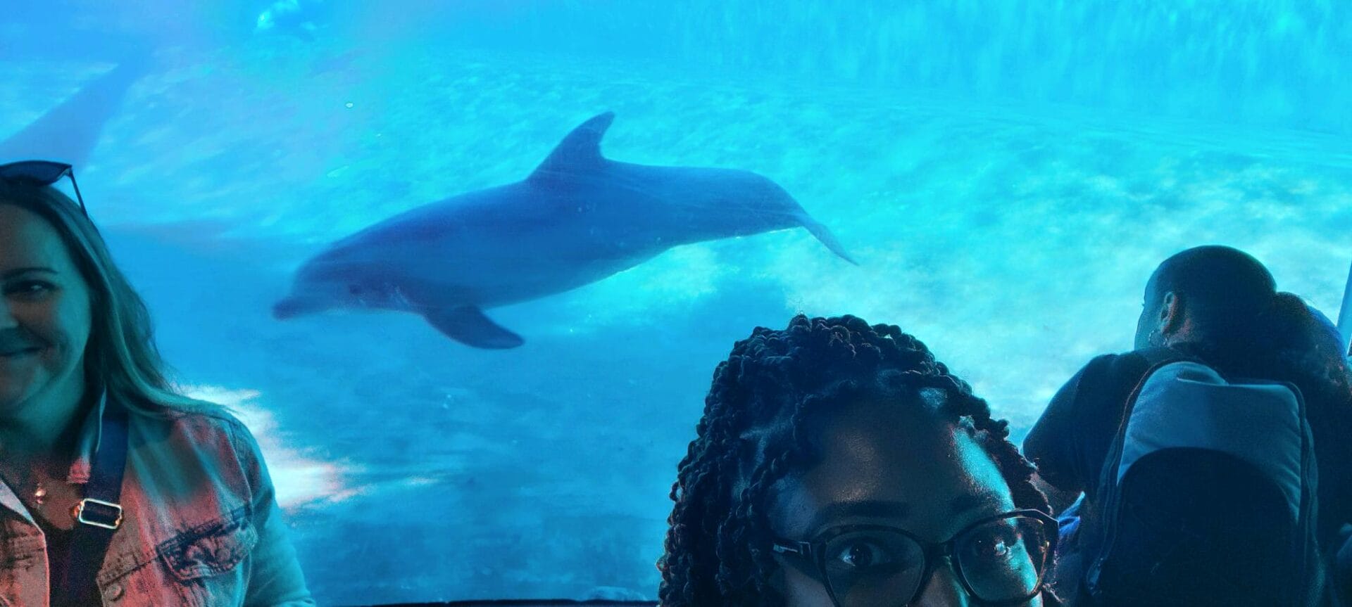 Dolphin image