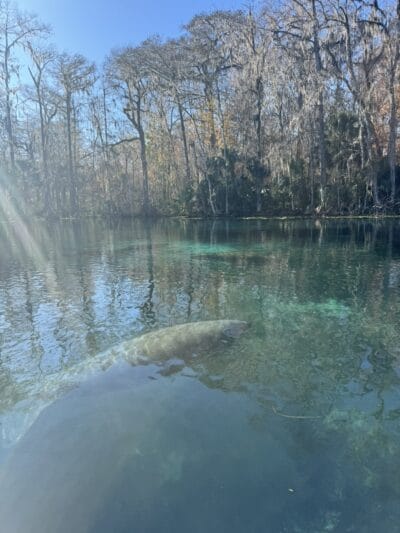 blue lake with big fish